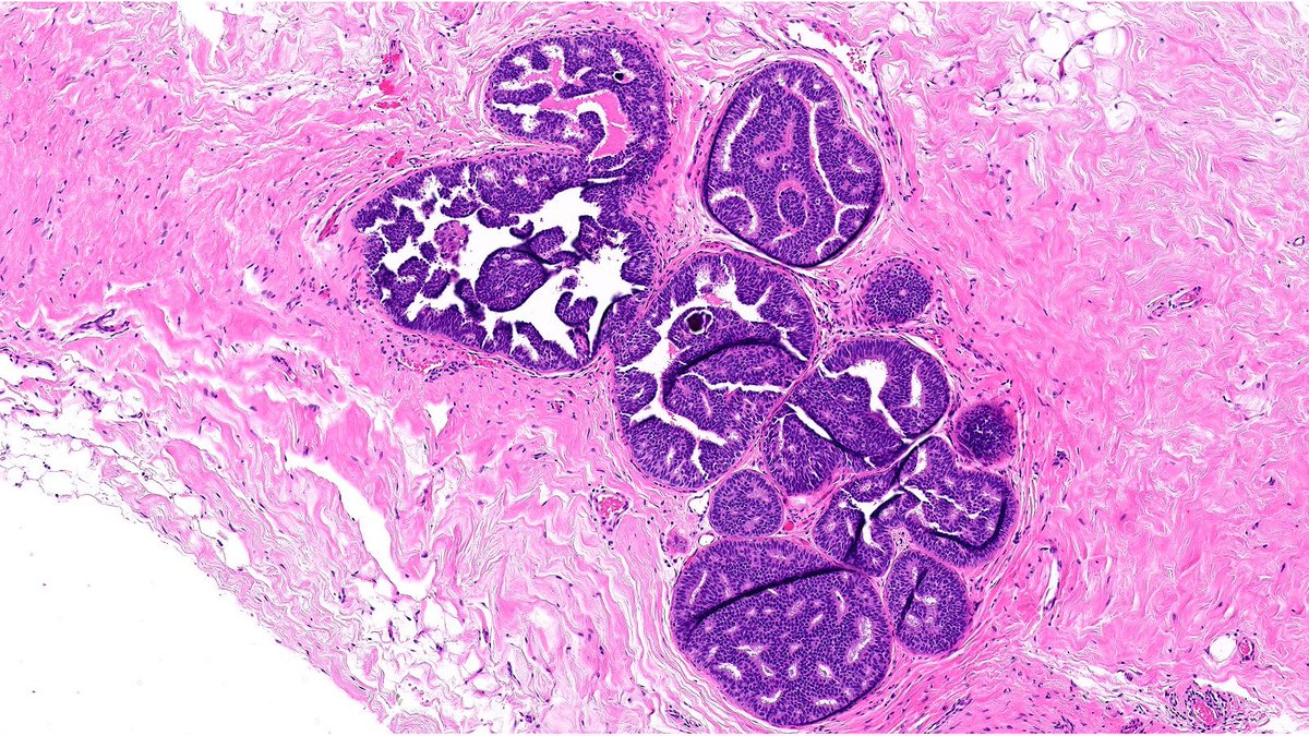 Raza Hoda MD tweet media