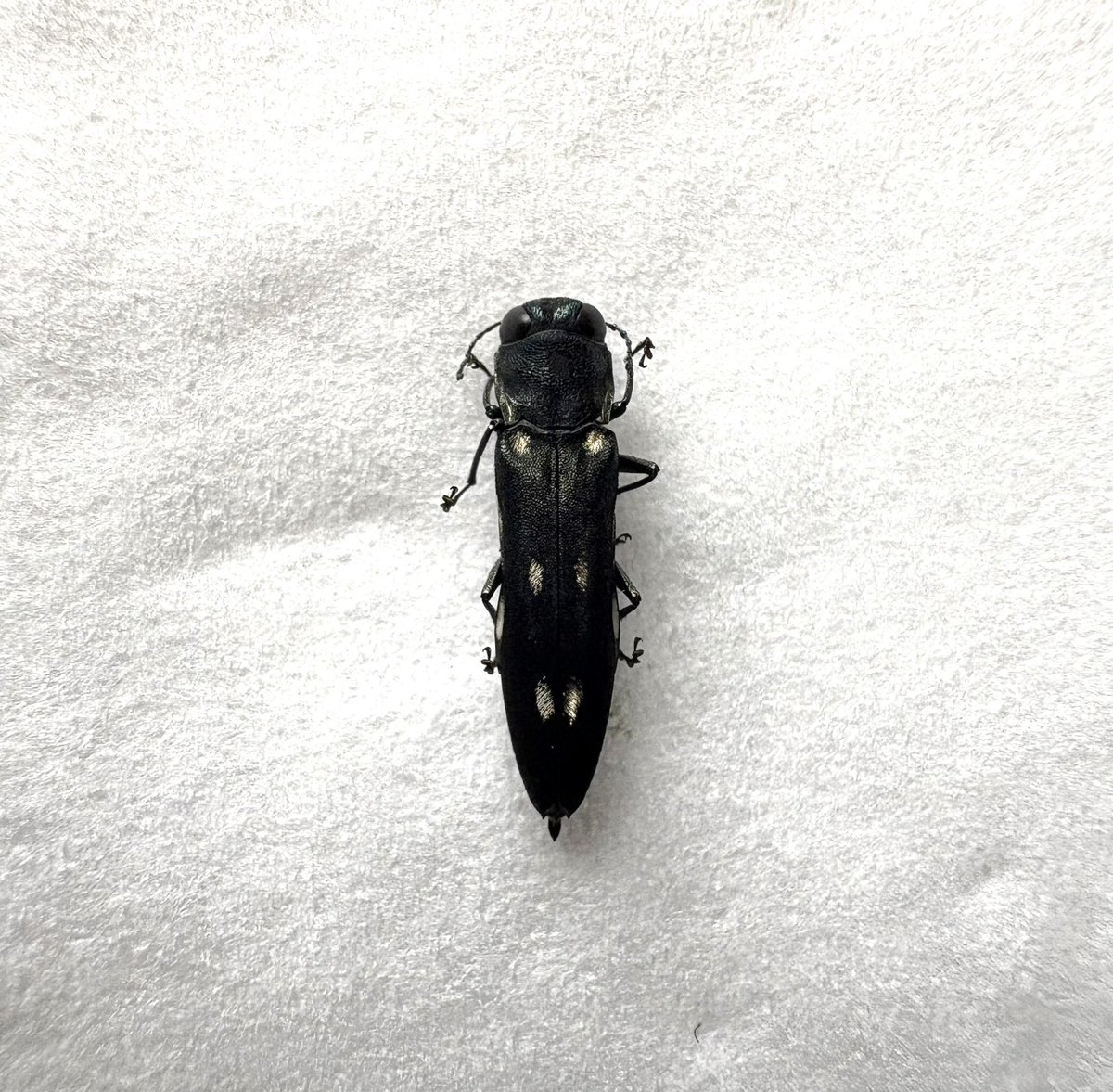 沖縄本島4月2025