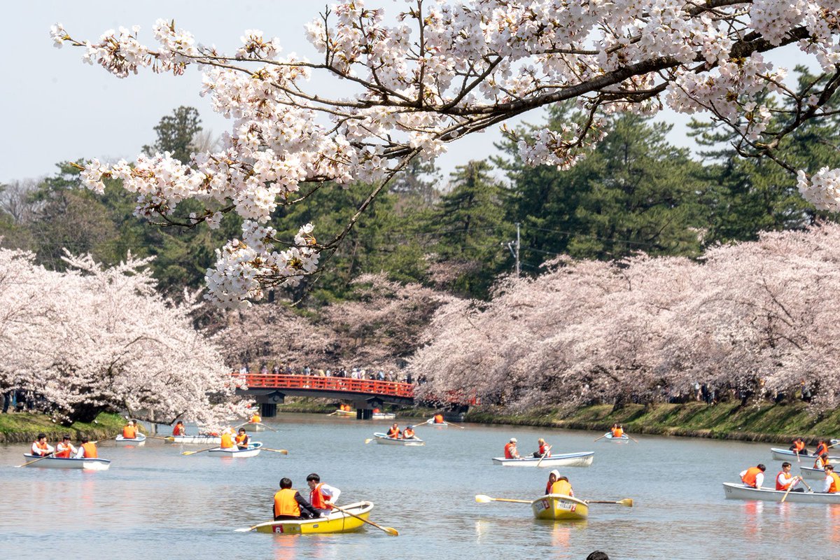 HIROSAKIPARK_JP's tweet photo. 【🌸弘前さくらまつりの様子🌸】
弘前さくらまつりも7日目となりました。本日の弘前公園園内の様子をお届けします。
#弘前さくらまつり　#弘前公園　#桜 https://t.co/QJVPIUMtum