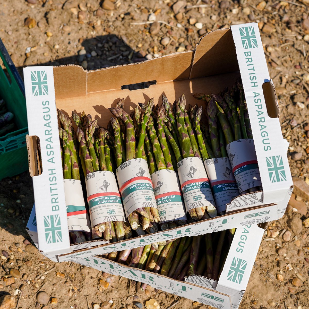 🌱🇬🇧 Exciting news… Our 100% British premium asparagus brand, 'Spear It' is back in season! 🎉

#BritishAsparagus
