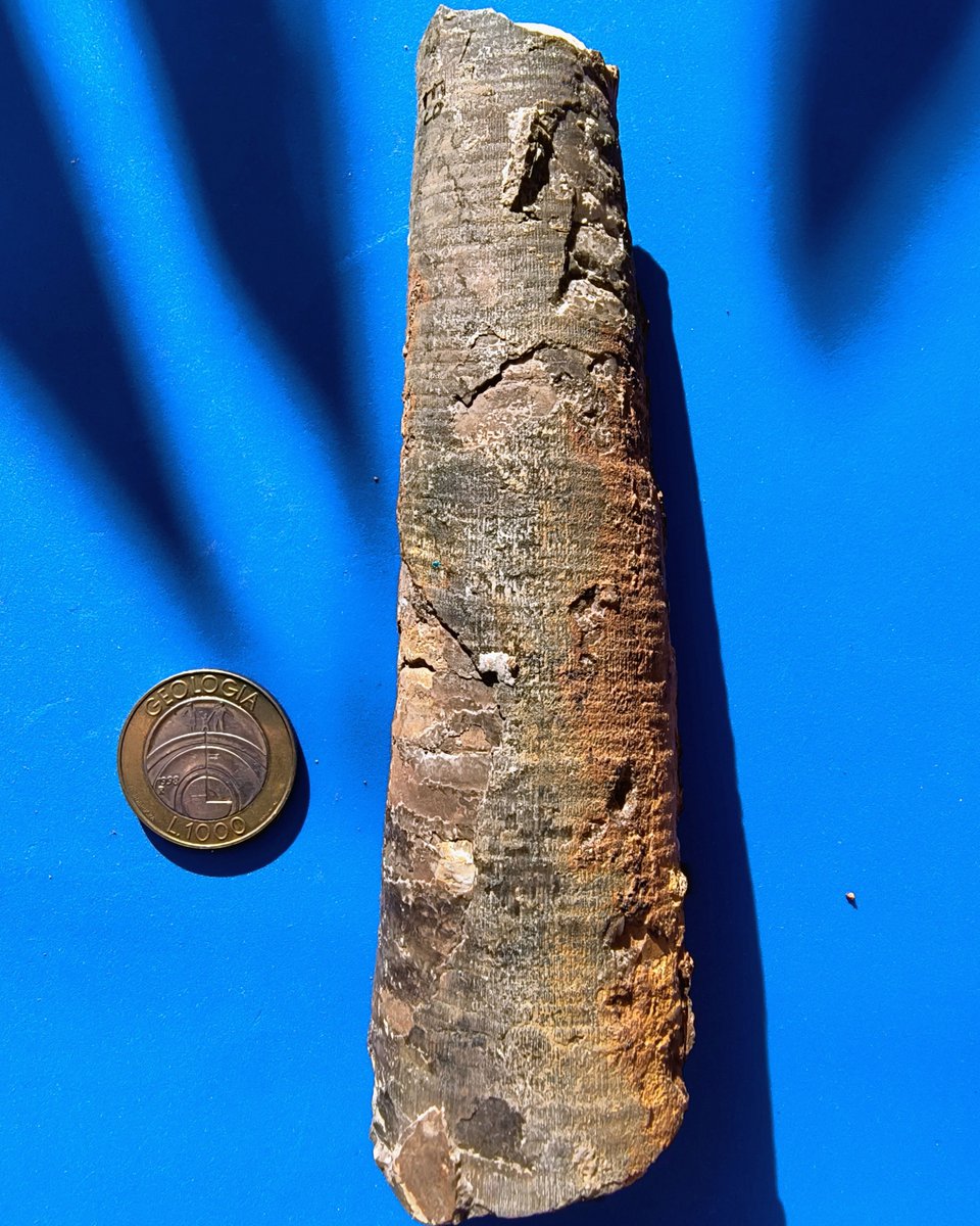 ABaucon's tweet image. When did Orthocerida (or Michelinocerida) thrive? From the Early Ordovician to possibly the Triassic! 
---
#GeologicTime #ExtinctSpecies #Cephalopods