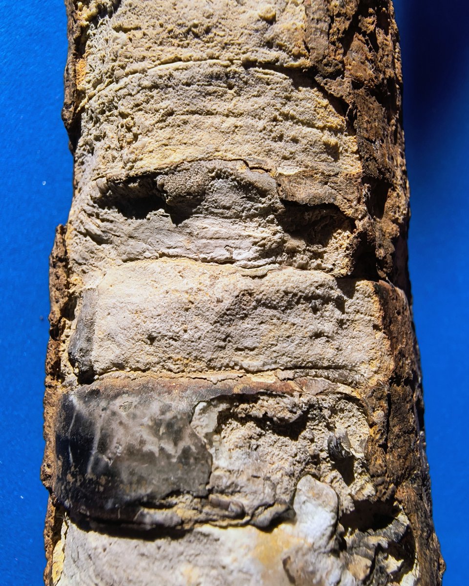 ABaucon's tweet image. When did Orthocerida (or Michelinocerida) thrive? From the Early Ordovician to possibly the Triassic! 
---
#GeologicTime #ExtinctSpecies #Cephalopods