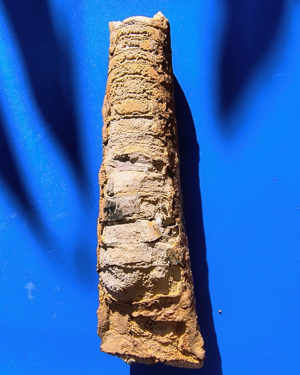 ABaucon's tweet image. When did Orthocerida (or Michelinocerida) thrive? From the Early Ordovician to possibly the Triassic! 
---
#GeologicTime #ExtinctSpecies #Cephalopods