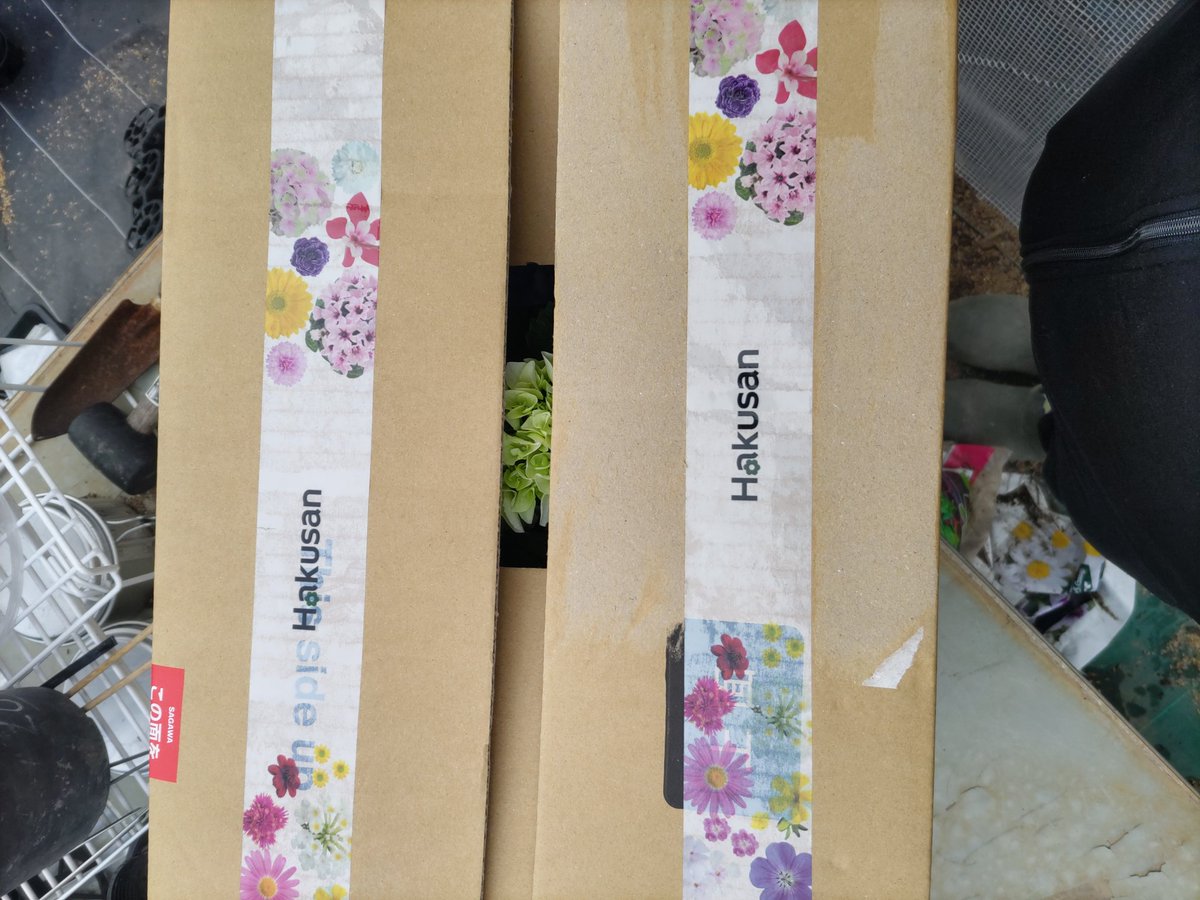 sisetutyodesu's tweet image. どぉーもー岐阜県瑞浪市にあります、障害福祉サービス事業所どんぐり工房の施設長です。
PW公式ホームページにて注文していた、紫陽花が届きました！「シュガーライム」に「ブルーサンセット」「ラブレター」です！紫陽花も梱包テープも素敵すぎる！
#紫陽花　#PW #Hakusan