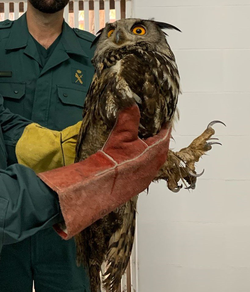 GuardiaCivilGU's tweet image. El #Seprona rescata un Búho Real🦉 (Bubo bubo), localizado por unos operarios 👷🚧 de mantenimiento de carreteras en la N-320 a la altura de la localidad de #Quer

La rapaz 🦉 fue evacuada 🚑🚨 al centro de recuperación de aves 🪿🦩🦃🦚 del minizoo @GuadalajaraAyto