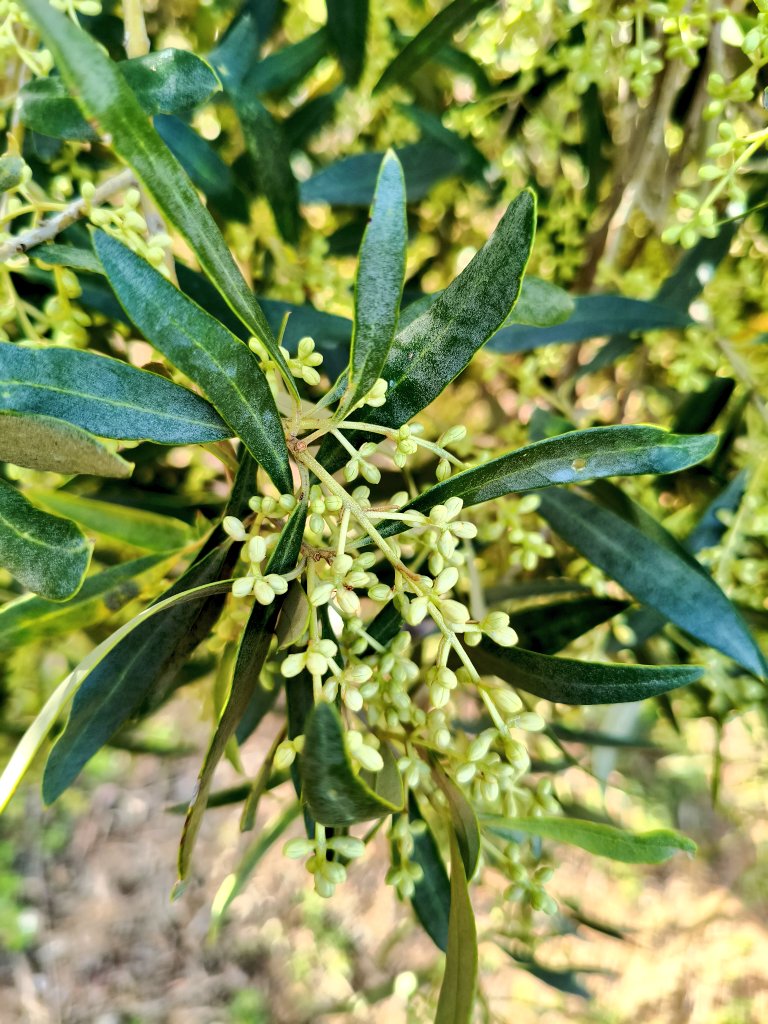 Fco Jesús Gómez tweet media