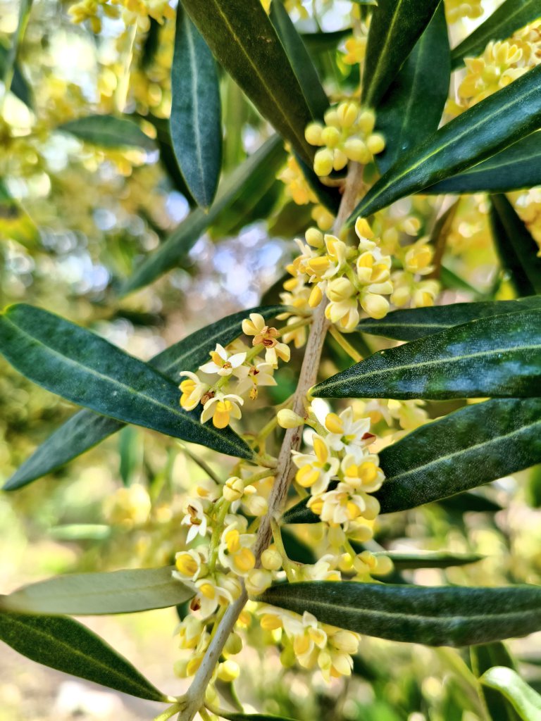 Fco Jesús Gómez tweet media