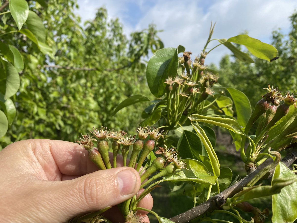 Kingfruit in peer 8-10mm, dunning met Brevis komt in zicht!