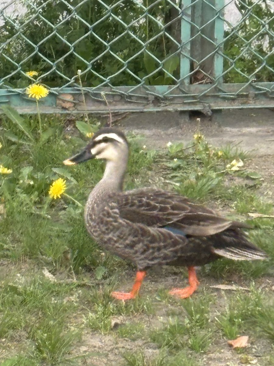 aufbluen's tweet photo. 🐶の散歩で横目で見て通る公園に
カルガモ❓🦆どうして🙄
池はないよ🤔 https://t.co/9S1zhopg0L