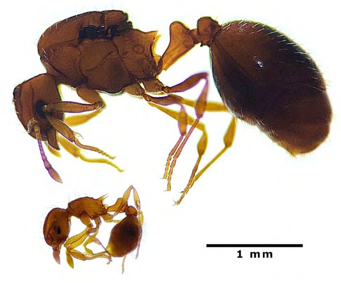Hoy ve la luz una nueva nota en el Boletín de la AeE 

Expansión de la hormiga invasora Wasmannia auropunctata (Roger, 1863) (Hymenoptera, Formicidae) en la provincia de Málaga (España)

Consulta y descarga en: entomologica.es/publicaciones-…