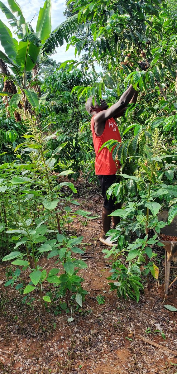 MUZZUKULU WEMBUGA OFFICIAL🇺🇬 (@mwembugaoficial) on Twitter photo Nga Mukuumaddamula <a href="/cpmayiga/">Charles Peter Mayiga</a> agenda okuweeza emyaka 12 nga akuute Ddamula, nze omu ku bantu ba Kabaka abenyumiiriza ennyo mu buweereza bwe. Kabaka bweyamulagira okukunga abantu be okulima emmwanyi nze eddobozi naliwulira bulungi. Katikkiro tweyanziza 🙏
#BugandaYiyo_BugandaYange Nga Mukuumaddamula <a href="/cpmayiga/">Charles Peter Mayiga</a> agenda okuweeza emyaka 12 nga akuute Ddamula, nze omu ku bantu ba Kabaka abenyumiiriza ennyo mu buweereza bwe. Kabaka bweyamulagira okukunga abantu be okulima emmwanyi nze eddobozi naliwulira bulungi. Katikkiro tweyanziza 🙏
#BugandaYiyo_BugandaYange
