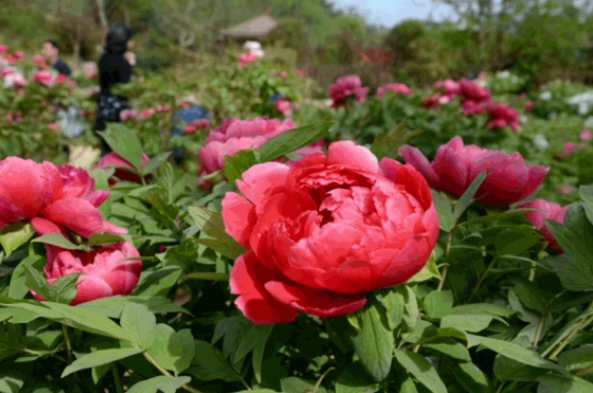 XICC2024's tweet photo. As the spring sun gently bathes Huangjiawan in #Xiangyang, a visual feast of peonies quietly unfolds. #xicc #ChinaInBloom #JoinTheBloom #ChinaBlooms @FreshChangan @i_luoyang @Open_Hubei @zhang_heqing @xuejianosaka https://t.co/76GDS05a2h