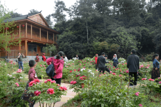 XICC2024's tweet photo. As the spring sun gently bathes Huangjiawan in #Xiangyang, a visual feast of peonies quietly unfolds. #xicc #ChinaInBloom #JoinTheBloom #ChinaBlooms @FreshChangan @i_luoyang @Open_Hubei @zhang_heqing @xuejianosaka https://t.co/76GDS05a2h