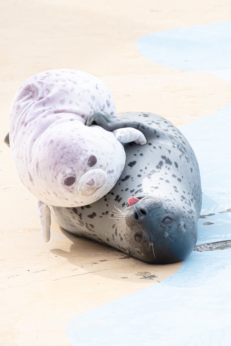 Tapirium's tweet photo. この尊い姿が見たくて東武動物公園に行ってきました🦭

ぬいぐるみぎゅっとしてるの可愛すぎる https://t.co/lQy6yrEWwK
