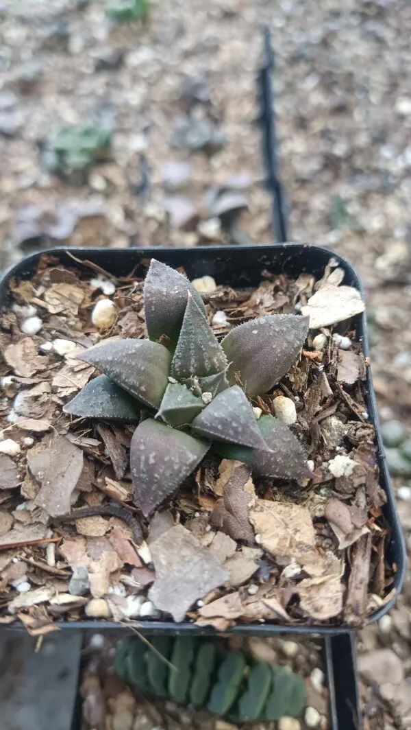 frekenterprises's tweet photo. Subtle, striking, and easy to care for – the Haworthia Black Lady Hybrid is perfect for your desk or windowsill. A must-have for succulent lovers! 🌿🖤

#Haworthia #SucculentsOfInstagram #PlantLovers #IndoorPlants #LowMaintenance #SucculentAddict #Frekenterprises https://t.co/6B6DEVhMev