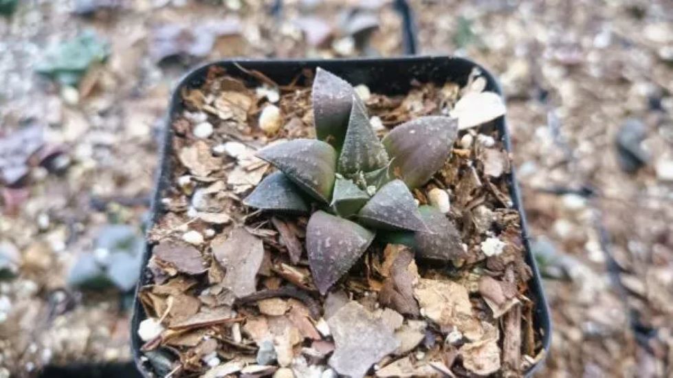 frekenterprises's tweet photo. Subtle, striking, and easy to care for – the Haworthia Black Lady Hybrid is perfect for your desk or windowsill. A must-have for succulent lovers! 🌿🖤

#Haworthia #SucculentsOfInstagram #PlantLovers #IndoorPlants #LowMaintenance #SucculentAddict #Frekenterprises https://t.co/6B6DEVhMev