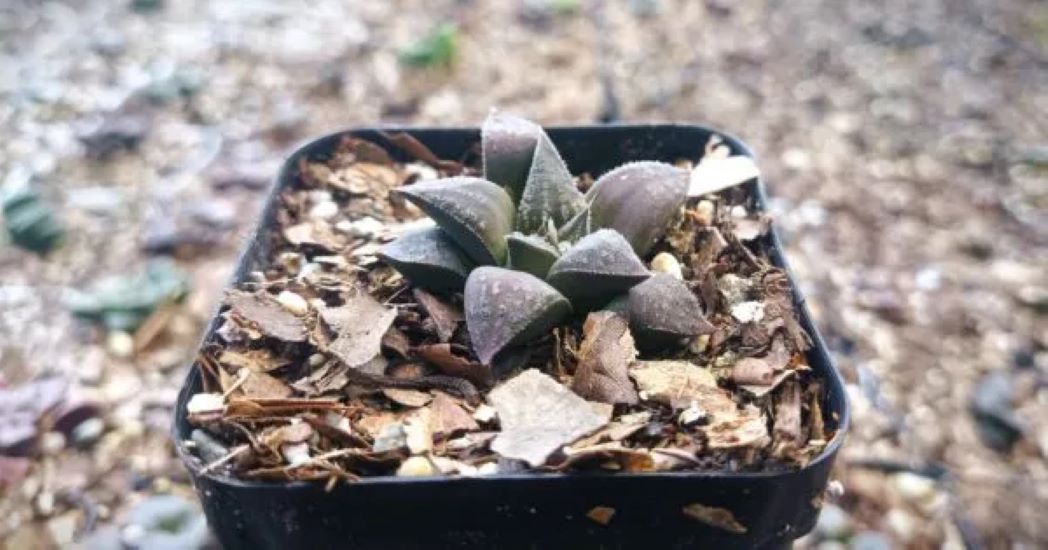 frekenterprises's tweet photo. Subtle, striking, and easy to care for – the Haworthia Black Lady Hybrid is perfect for your desk or windowsill. A must-have for succulent lovers! 🌿🖤

#Haworthia #SucculentsOfInstagram #PlantLovers #IndoorPlants #LowMaintenance #SucculentAddict #Frekenterprises https://t.co/6B6DEVhMev