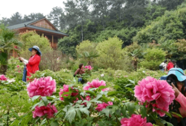 XICC2024's tweet photo. As the spring sun gently bathes Huangjiawan in #Xiangyang, a visual feast of peonies quietly unfolds. #xicc #ChinaInBloom #JoinTheBloom #ChinaBlooms @FreshChangan @i_luoyang @Open_Hubei @zhang_heqing @xuejianosaka https://t.co/76GDS05a2h