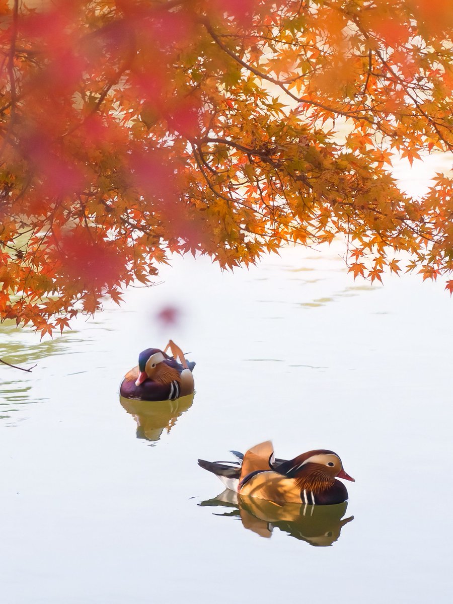 Hasselblad's tweet photo. Let’s see what quiet moments you can zoom into with 100MP.
🦆💦🌿✨

 Slide 1: Zoomed in
 Slide 2: Full image

📸 X2D 100C &amp; XCD 90V
#Hasselblad #X2D100C #XCD90V #100Megapixels https://t.co/Osv4CAQNo9