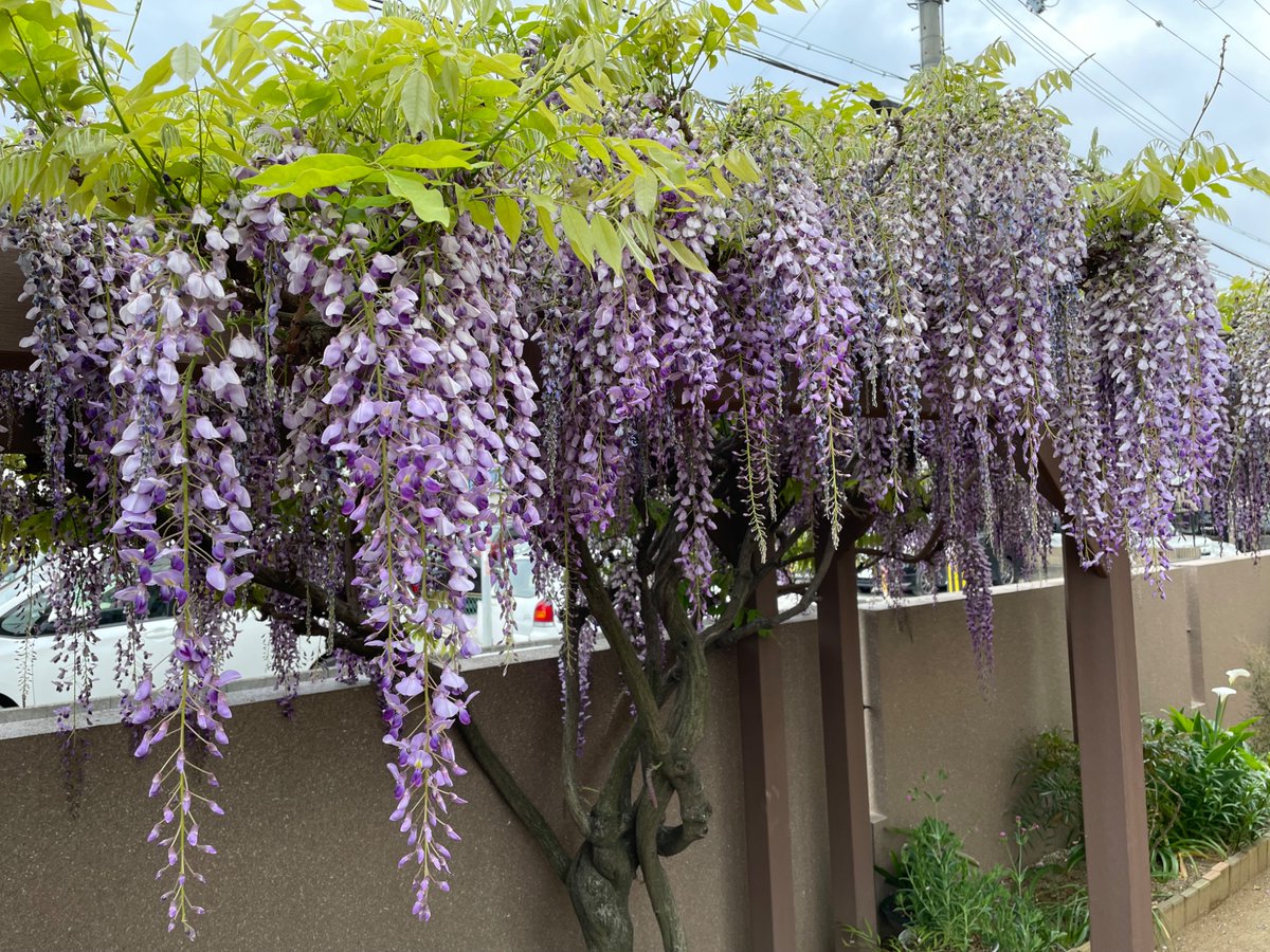 Shin_mosaka's tweet photo. 近所の方の庭に咲いているふじの花がとてもきれい！
近所の方は親切な方で庭の中から撮らせていただきました😊 https://t.co/7UT1AHkQj1
