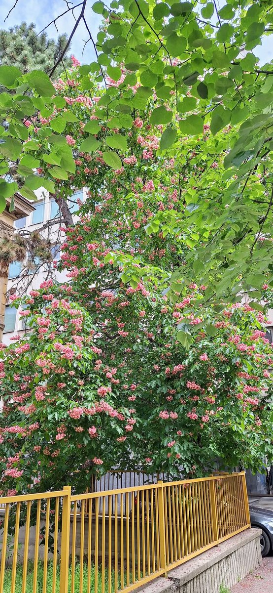 Svetozara Markovića ✨