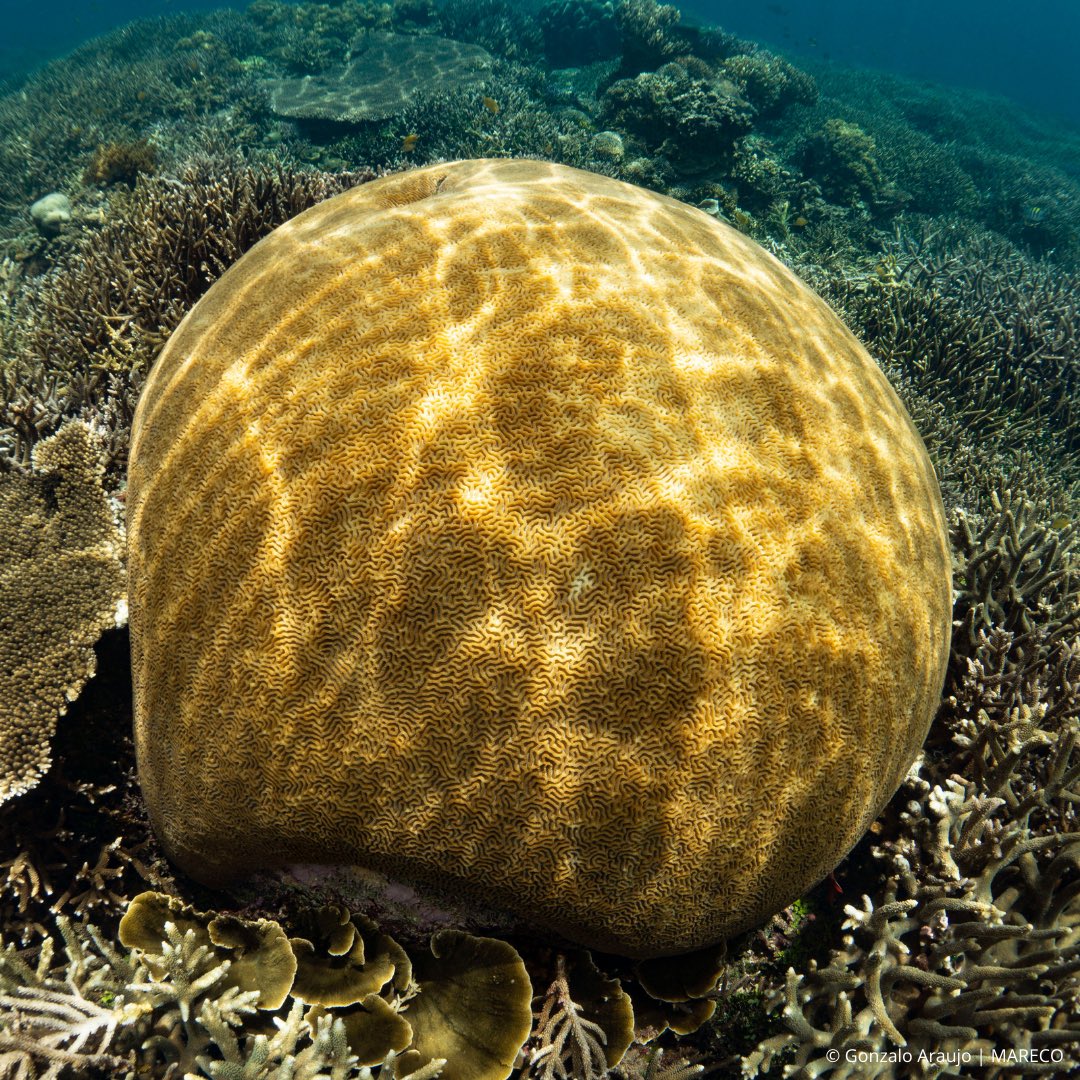 Marine Research & Conservation Foundation (MARECO) tweet media