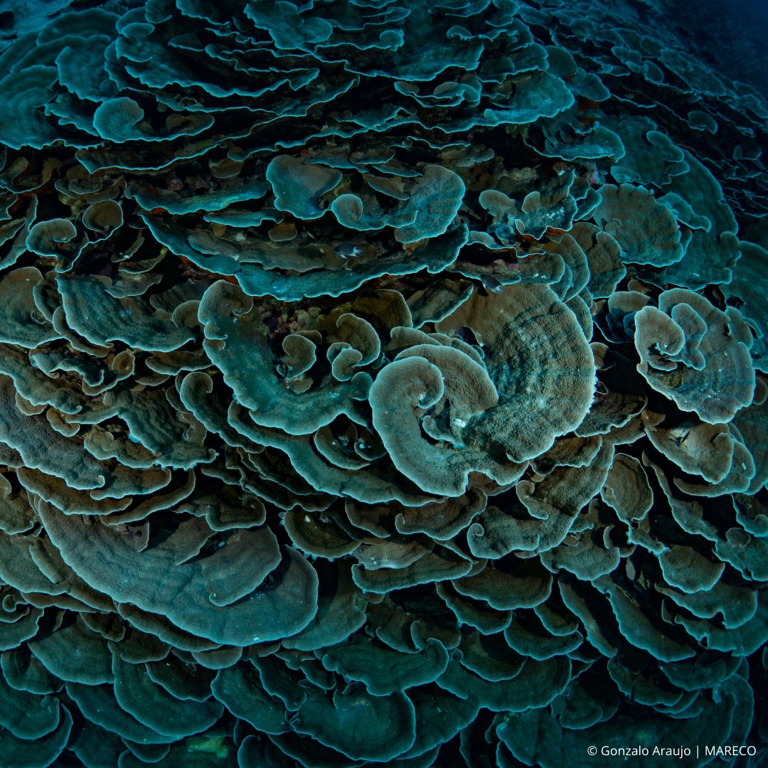 Marine Research & Conservation Foundation (MARECO) tweet media