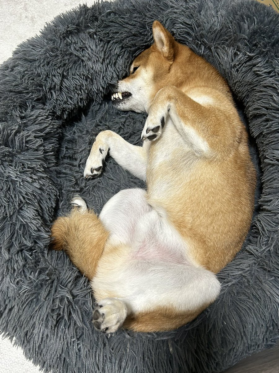 🐕柴犬のぽんた🐕 (@ponponta0202) / Posts / X