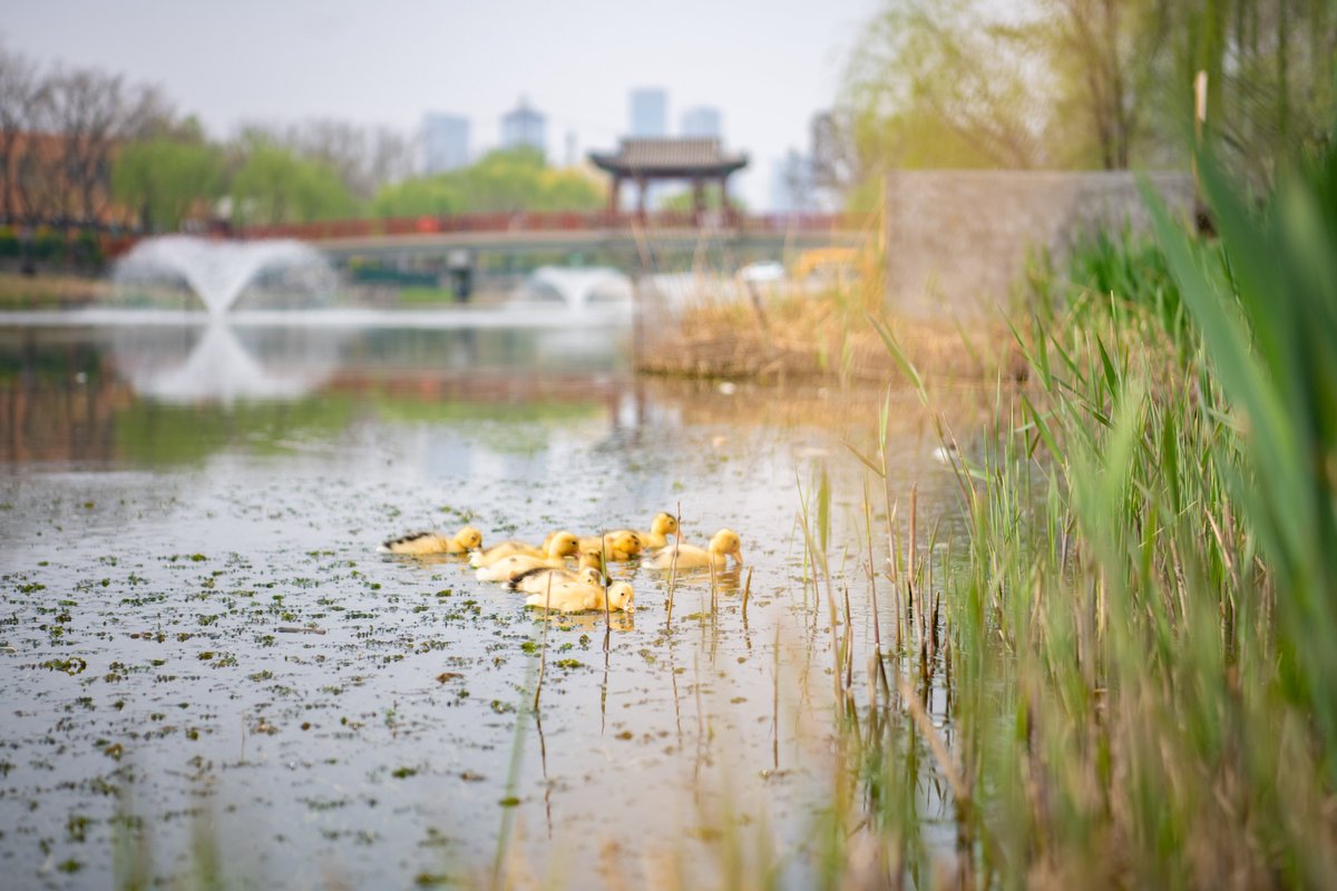 WAB_LIVE's tweet image. Spring has arrived at WAB with our first ducklings on Duck Lake 🦆🌟
#sustainability #nature #UniquelyWAB #internationalschools #myWAB
#westernacademyofbeijing #internationalschool #internationalbaccalaureate #Internationalstudents