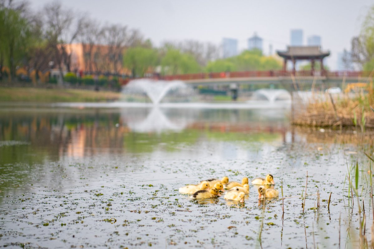 WAB_LIVE's tweet image. Spring has arrived at WAB with our first ducklings on Duck Lake 🦆🌟
#sustainability #nature #UniquelyWAB #internationalschools #myWAB
#westernacademyofbeijing #internationalschool #internationalbaccalaureate #Internationalstudents