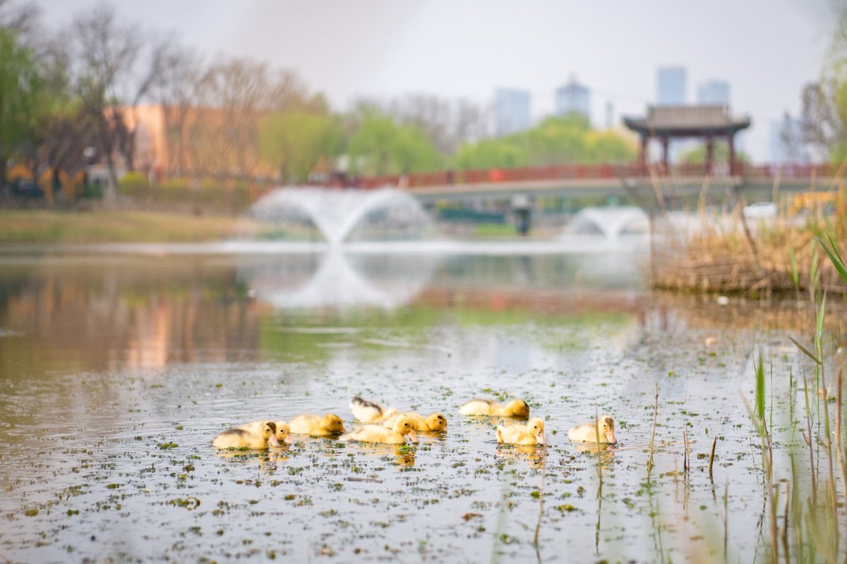 WAB_LIVE's tweet image. Spring has arrived at WAB with our first ducklings on Duck Lake 🦆🌟
#sustainability #nature #UniquelyWAB #internationalschools #myWAB
#westernacademyofbeijing #internationalschool #internationalbaccalaureate #Internationalstudents