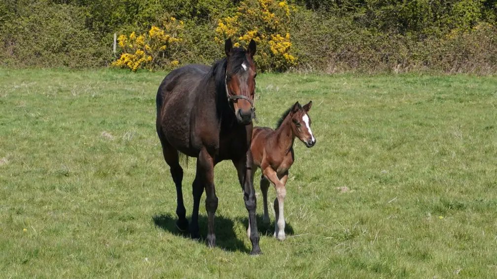 😍 Racing Post Foal Gallery: April

You can tweet us <a href="/rpbloodstock/">Racing Post Bloodstock</a> using the hashtag #RPFoalGallery or send by email

Take a look here 👉 bit.ly/3Gs7hGA