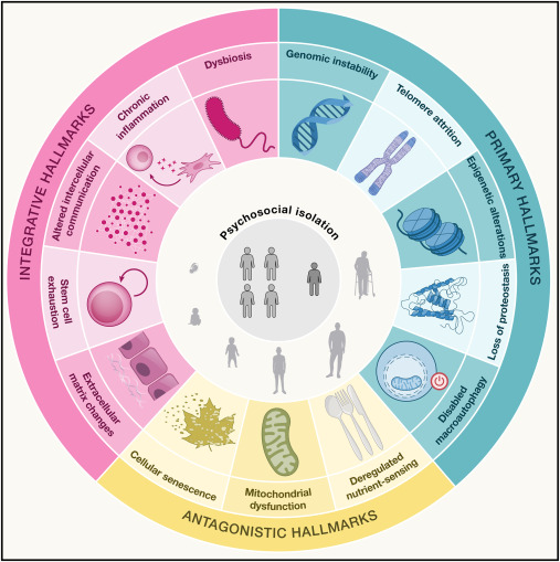 cell.com/cell/fulltext/…
#longevidad #longevityFMC
La medicina de la #lomgevidadsaludable de precisión propone tratamientos #personalizados basados en biomarcadores del envejecimiento, como relojes epigenéticos. #epigenoma