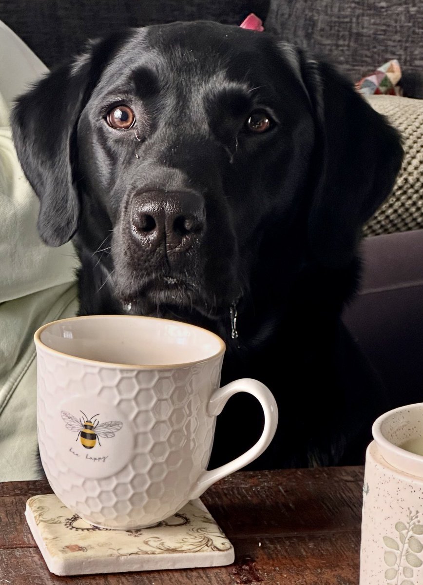 Jacxdad3376's tweet image. M-dog torturing himself for a cuppa 

#Pavlov