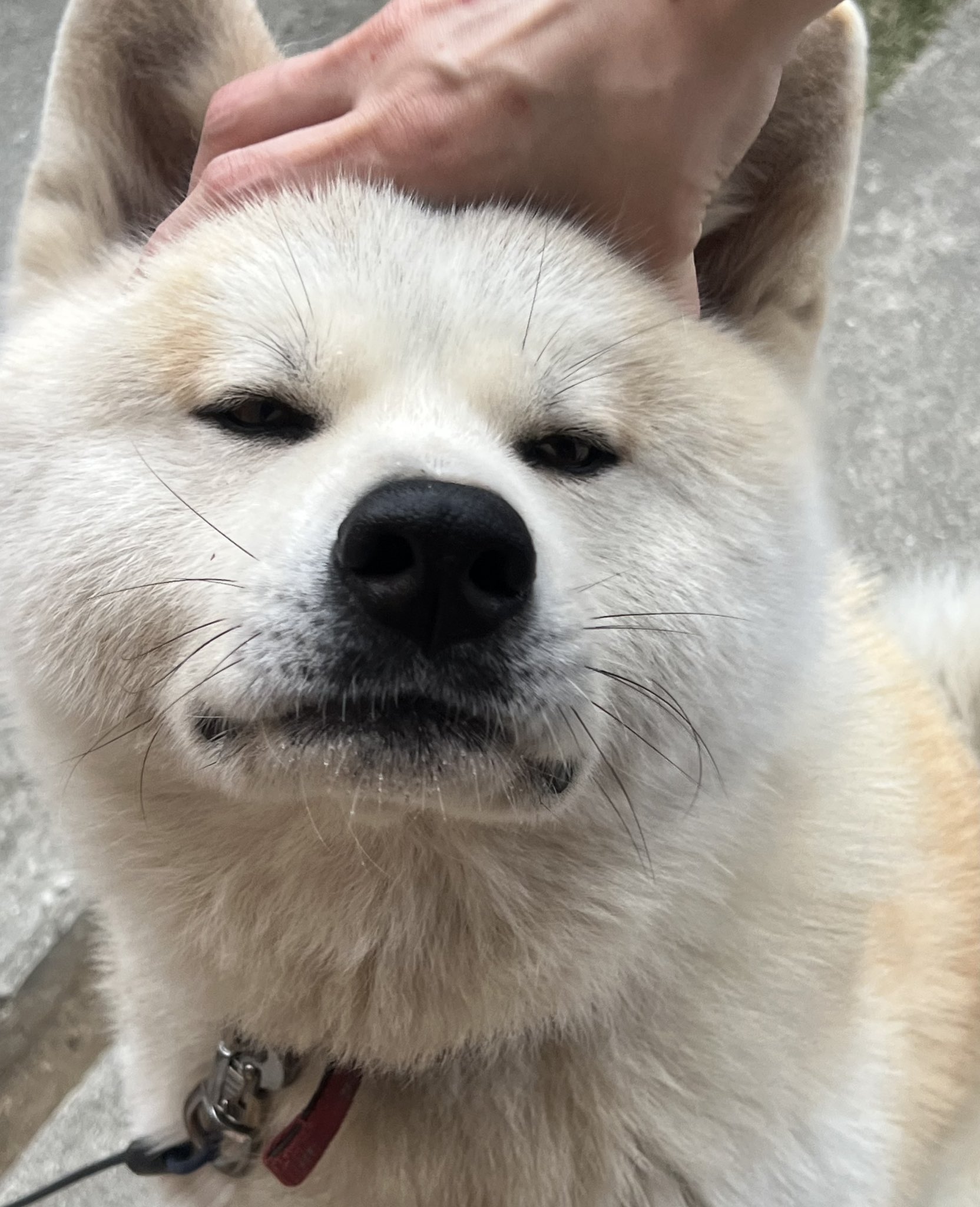 秋田犬 むぎ🐾 (@6gichaaan) / X