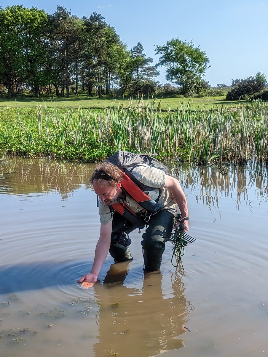 AnneDJungblut's tweet image. We are offering a five-day course to learn how to collect and identify freshwater species to inform water quality and ecology @NHM_London nhm.ac.uk/our-science/st… @NHM_Science, deadline is coming up 24 April 2025!