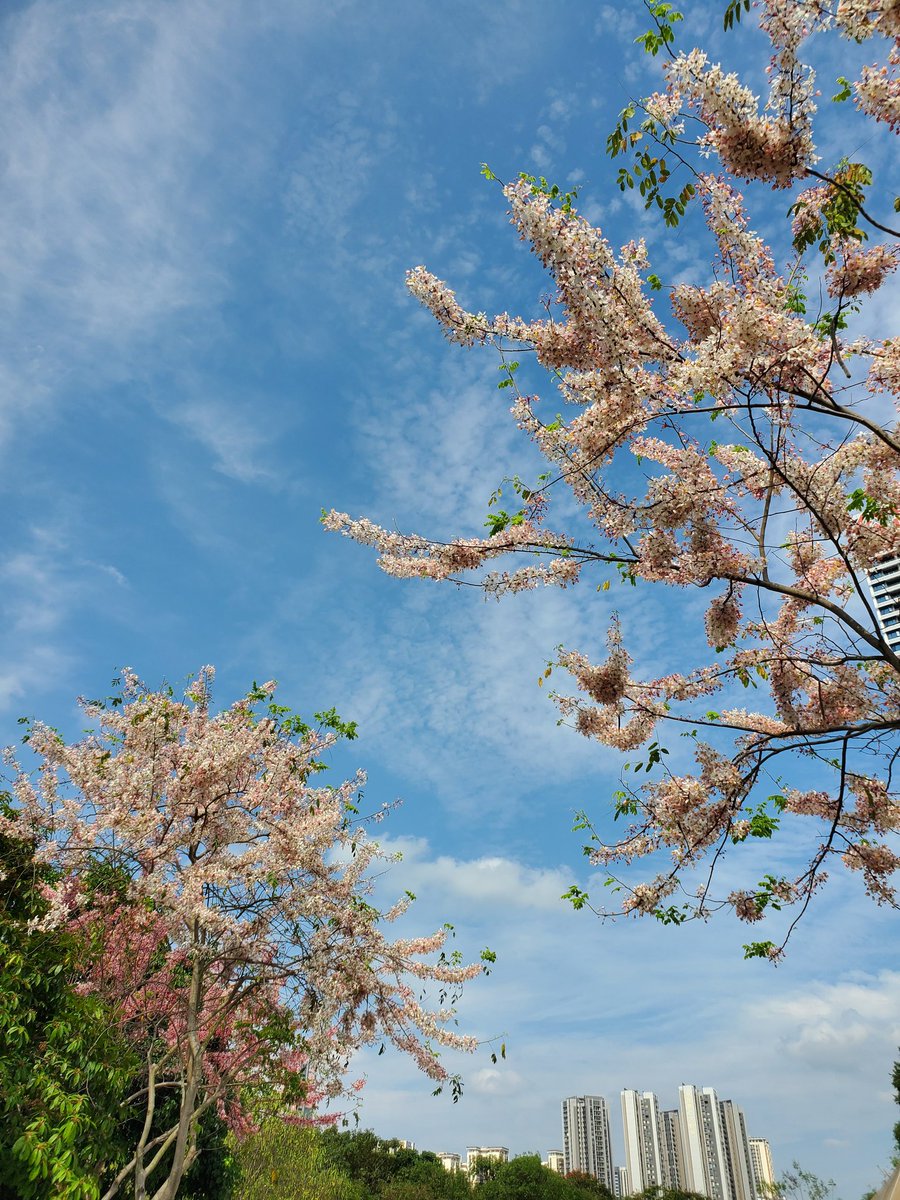 Goalpunks's tweet photo. 路过…路边的花…

花旗木：豆科决明属，别名：‌‌绒果决明‌，泰国樱花，深圳大量公园引进种植。

$88500 #Bitcoin 
$0.09 #Kaspa https://t.co/CoHnfJKbGH