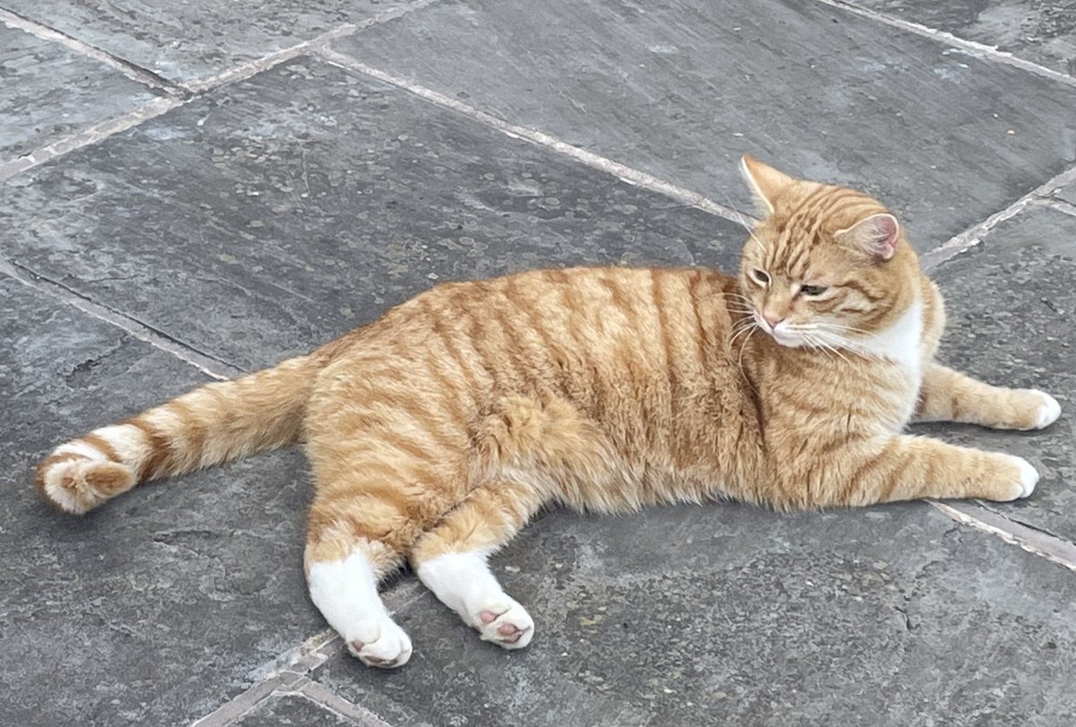 Happy #toebeantuesday palz….  Just chilling 😎 on my #hedgewatch today…. 

Love and purrs- #BossTeddy 🦁 😻❤️☀️🤩👋🐾

#CatsofTwitter #tunatuesday #tabbytuesday #tuesdayvibe #tuesday 
#EarthDay2025 #EarthDay #CatsOfX