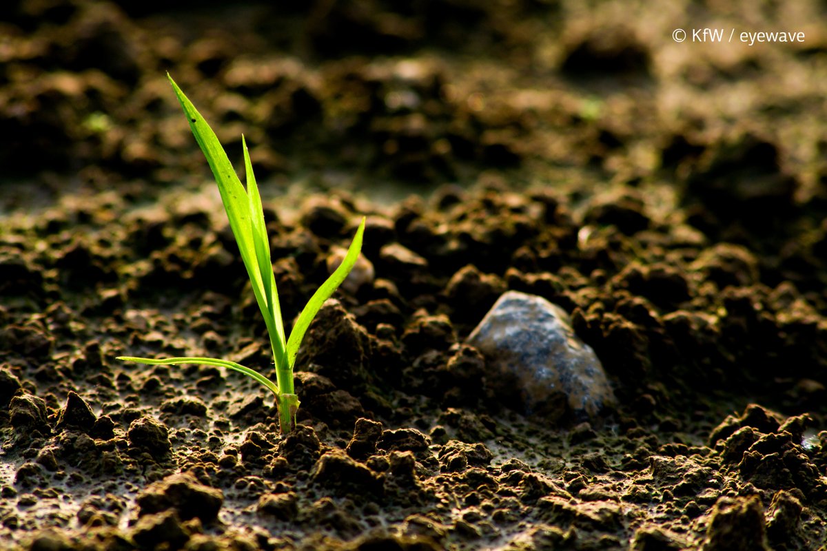 KfW's tweet image. 🌍 Heute ist der #TagderErde! Ein wichtiger Anlass für Umwelt- und Naturschutz.

🌱 Bei der #KfW setzen wir uns aktiv für den Schutz von Natur und Artenvielfalt in Entwicklungs- und Schwellenländern ein.

Für eine nachhaltige Zukunft! 💚

👉️ Mehr dazu: fcld.ly/wxe4lla