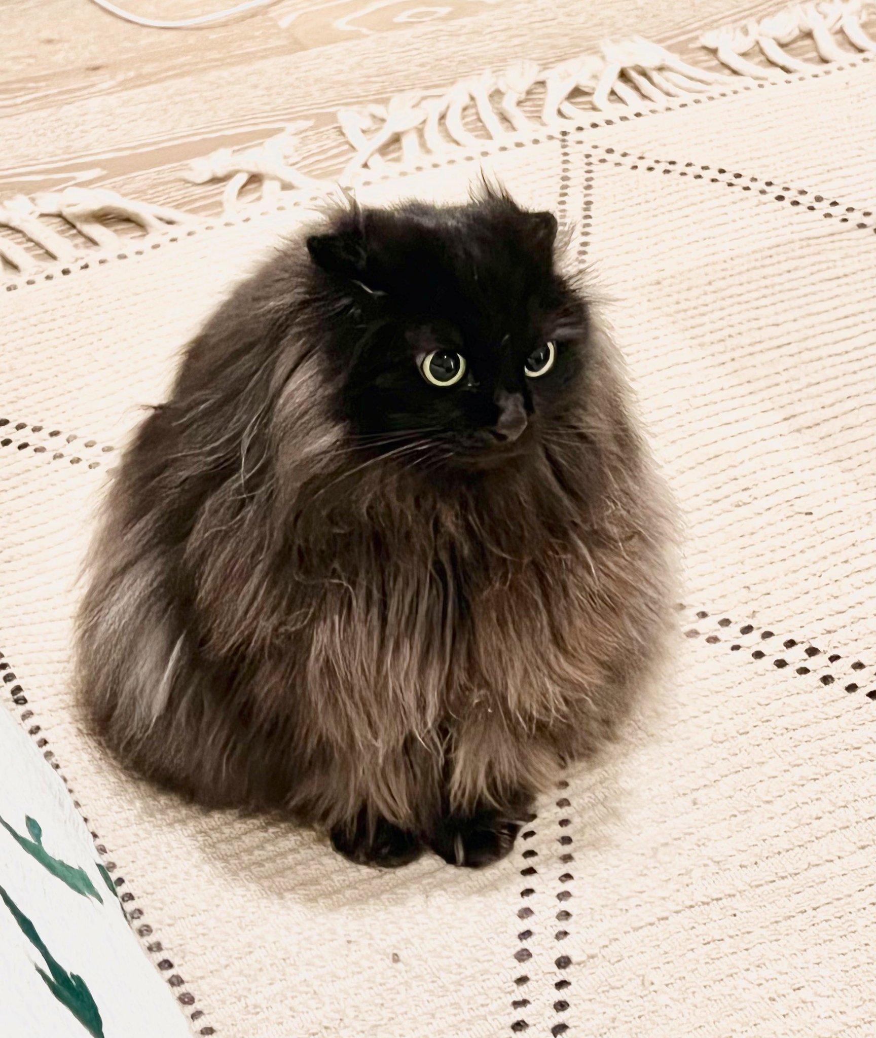 ☆ふくろうねこ☆ GpIWqYLa4AIqmo_.jpg:large