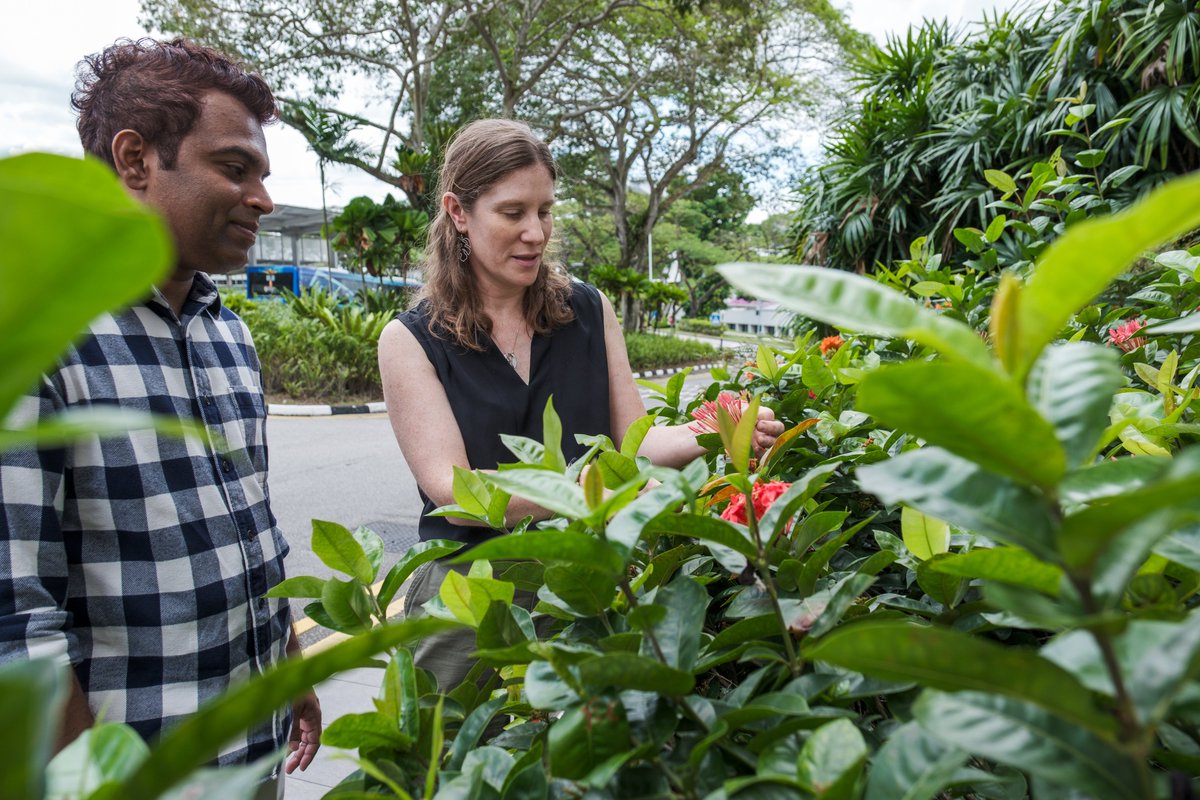 Happy #EarthDay! A #Singapore study led by #NTUsg has shown that roadside greenery with a variety of flowering plants that are less frequently cut can boost butterfly numbers and their diversity. The greenery surrounding the verges has a similar positive effect on butterflies