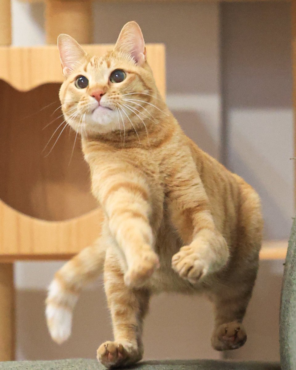 茶トラ猫のみゃお🐾 (@chatoranomyao) / Posts / X