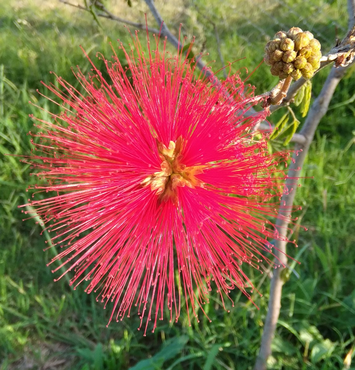 Lopezlaila1's tweet photo. #Día112 #Plumerillo Rojo https://t.co/s3G8nYxdoi