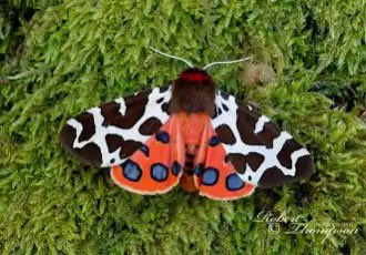 We have a tiny patch of ragged ferns under a hedge in our garden, and it is teeming with spiders, wood lice, caterpillars &amp; grasshoppers &amp; other small things. Here’s a bad photo of a garden tiger moth 🐛. These are in sharp decline in 🇬🇧. Leave some messy areas 💚 🌱 🕷️
