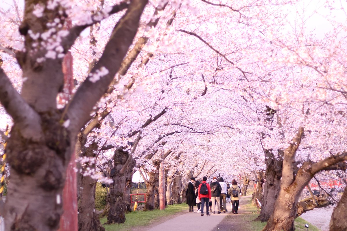 shizuki - asir rera tweet media