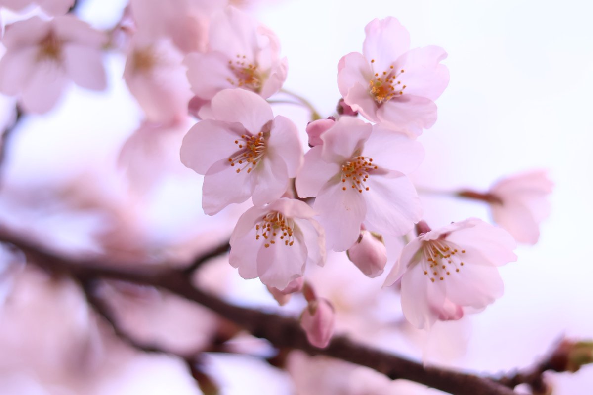 shizuki - asir rera tweet media