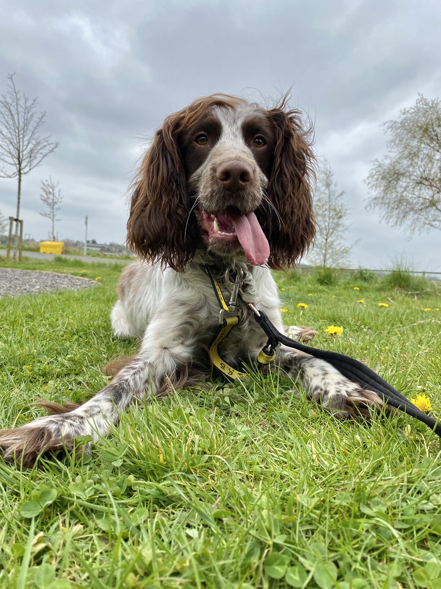 DT_Darlington's tweet image. Happy #TongueOutTuesday from this goofball, Scrambles! 😛

@DogsTrust 
#TOT #Spaniel #AdoptDontShop