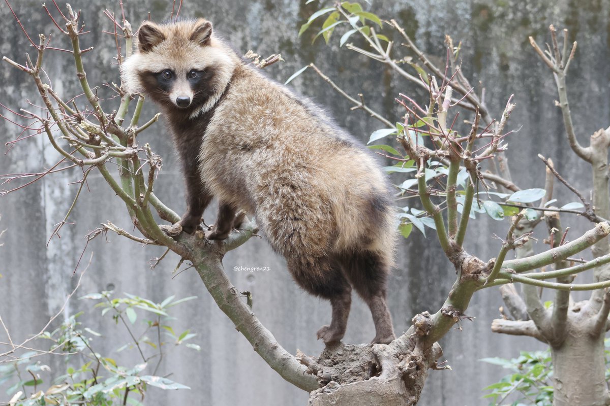 たぬしりの実が生っている #とくしま動物園 #ホンドタヌキ