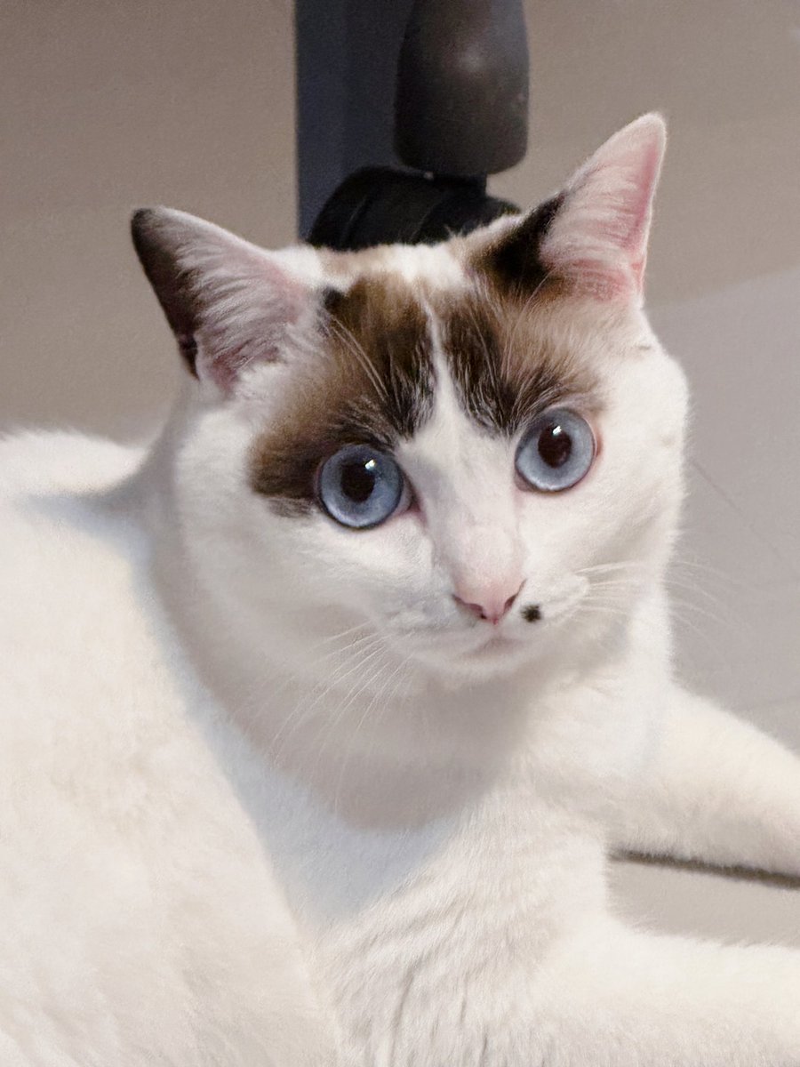 kyonohyke's tweet photo. #猫 #猫のいる暮らし #猫好きさんと繋がりたい
#ねこ #ねこのいる暮らし #ねこ好きさんと繋がりたい https://t.co/Jqg2BKOTvy