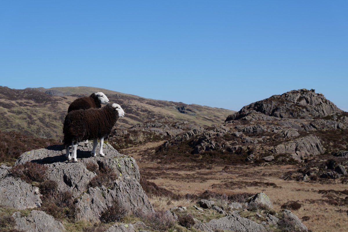 The Guardians of Haystacks...
...Wainwright's final resting place.